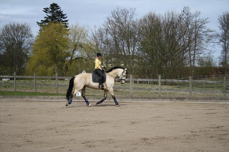 Frederiksborg Nubia billede 10