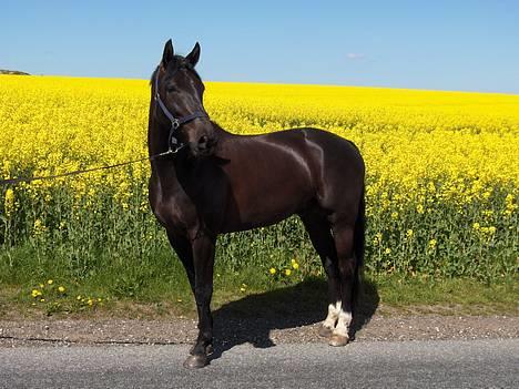 Dansk Varmblod Justen Joy Hill billede 1