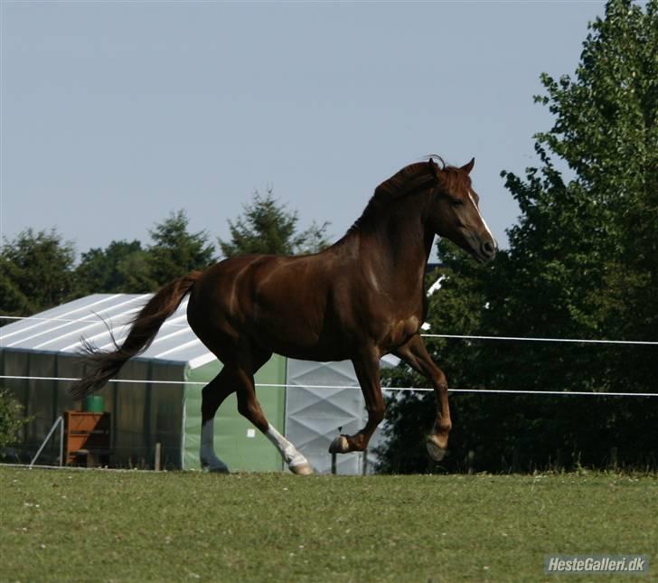 New Forest Stormonts LatinoSOLGT:' ( - Bassen i galop. taget af Line billede 9