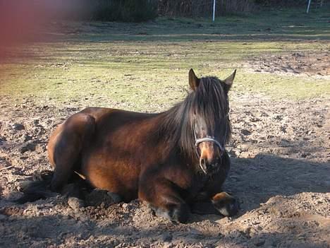 Anden særlig race Junker:) billede 9