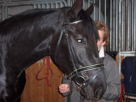 Dansk Varmblod Justen Joy Hill billede 6