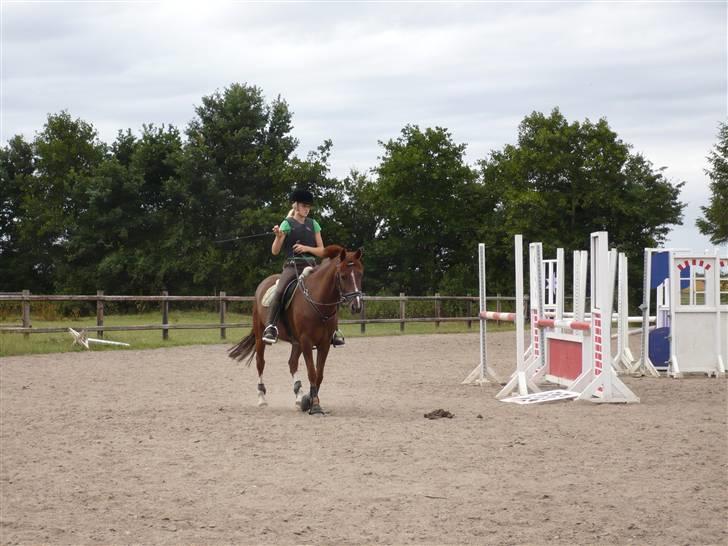 New Forest Stormonts LatinoSOLGT:' ( - Inden spring træning billede 14