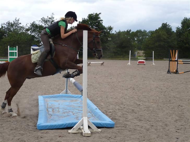 New Forest Stormonts LatinoSOLGT:' ( - Spring træning 16 Juli Plastik vandgrav Tino fløj bare over! NYT billede 15