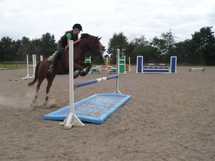 New Forest Stormonts LatinoSOLGT:' ( - Spring træning. 16 Juli NYT billede 16