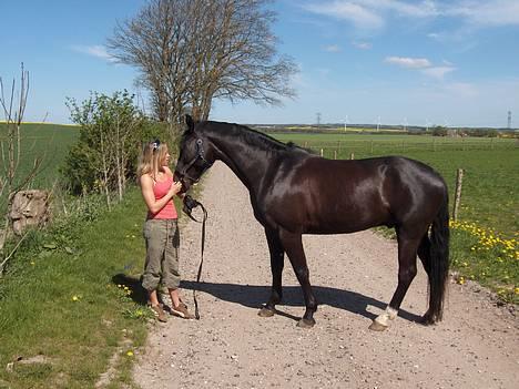 Dansk Varmblod Justen Joy Hill billede 8