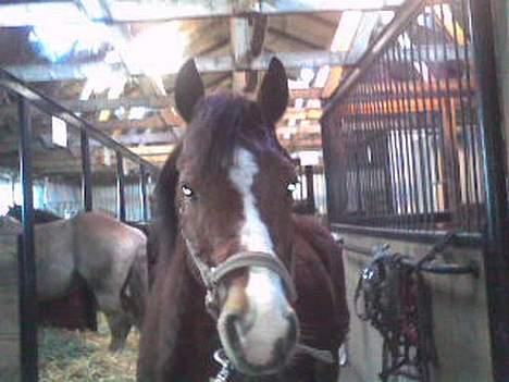 Anden særlig race Cognac R.I.P - Mussi hoved :-) billede 5