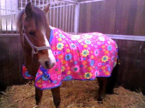 Anden særlig race Cognac R.I.P - Så kær han er!(-: billede 8