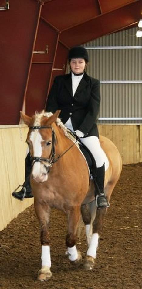 Haflinger Eliza R.I.P - du savnet ! billede 16