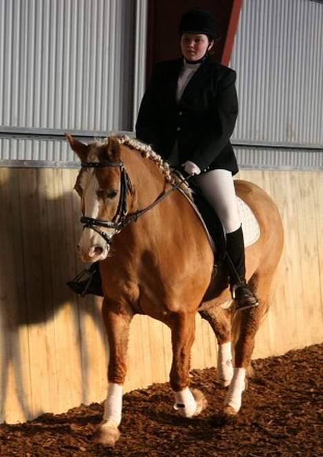 Haflinger Eliza R.I.P - du savnet ! billede 17