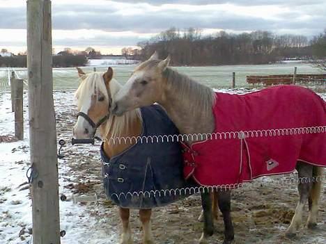 Haflinger Eliza R.I.P - du savnet ! - Eliza med Sin Nye Bror . Hun er Savnet <´3  billede 18