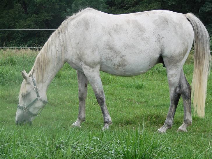 Traver Orlov abita nordhøj - sommer 2008 billede 7