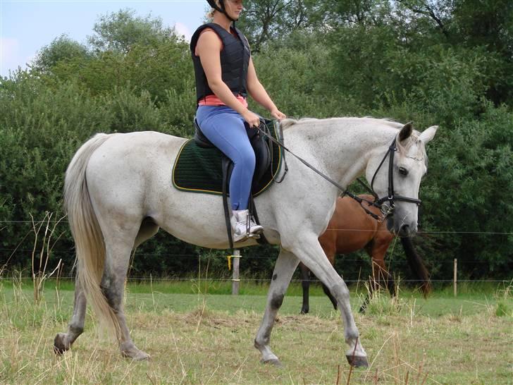 Traver Orlov abita nordhøj - Juli 2009 billede 8