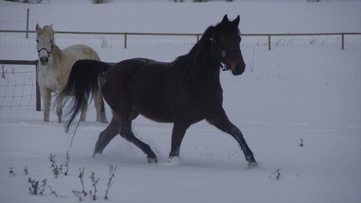Traver Orlov Pacific Ocean  *solgt* - 29-12-2010 billede 16