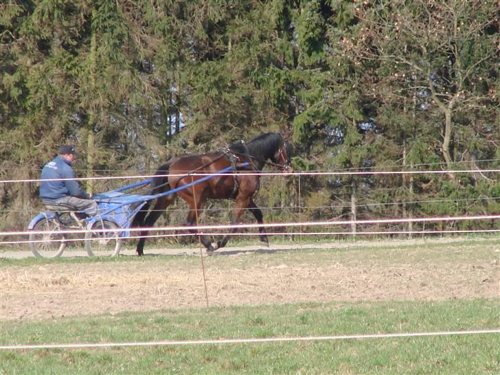 Traver Orlov Pacific Ocean  *solgt* - 1 mdr´s træning 2009 billede 17