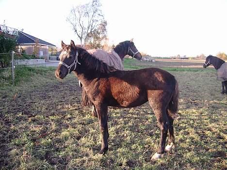 Welsh Cob (sec D) Haymos Dream of Mayflower (solgt) - Joey d. 5 nov. 2006 billede 13