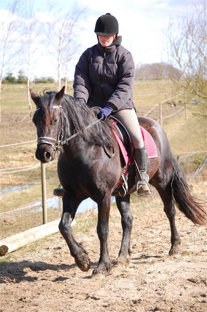 Welsh Cob (sec D) Haymos Dream of Mayflower (solgt) - Som tiden går... 3 år.. Foråret 2009 billede 14