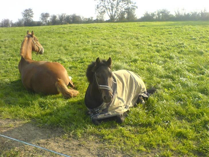 Connemara Nørlunds Falcon <33 ©® - Nåååh han sover ©® billede 5