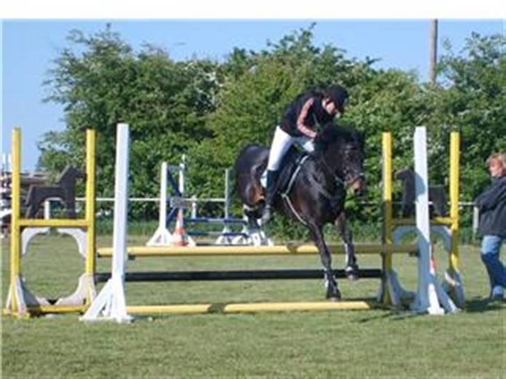 Connemara Nørlunds Falcon <33 ©® - Til stævne i revsø d. 18 maj :D Foto: Winnie billede 6