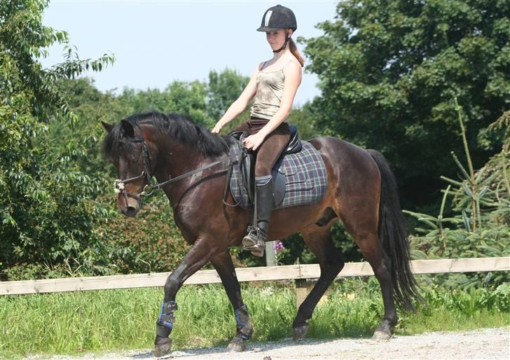 Connemara Nørlunds Falcon <33 ©® - Dressur :D Foto: Winnie Tak! ;D ©® billede 7