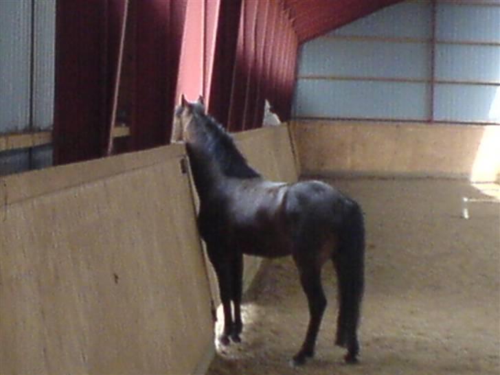 Connemara Nørlunds Falcon <33 ©® - Hvor er i alle sammen henne..? Foto: MIg.. Undskyld kvaliteten ©® billede 8
