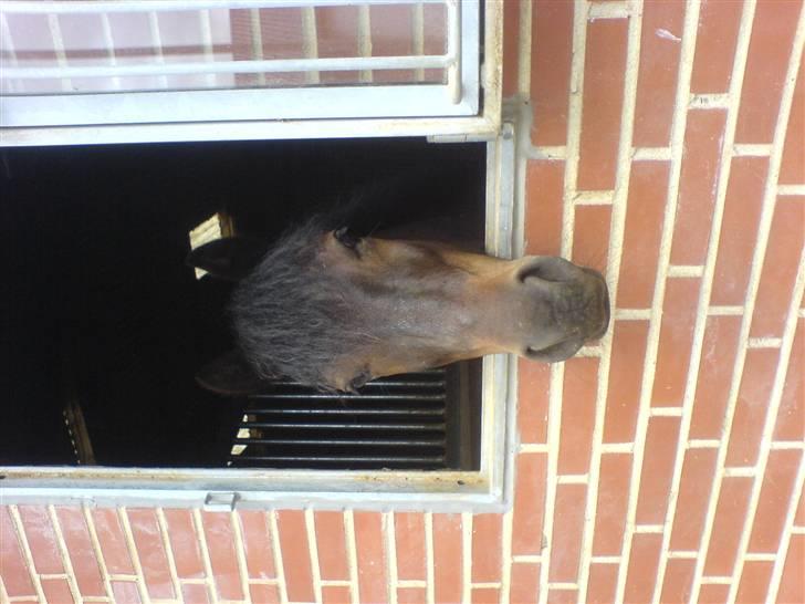 Connemara Nørlunds Falcon <33 ©® - Kigger ud af sit nye vindue :) (skal nok få det vendt når jeg har tid :b)©® billede 9