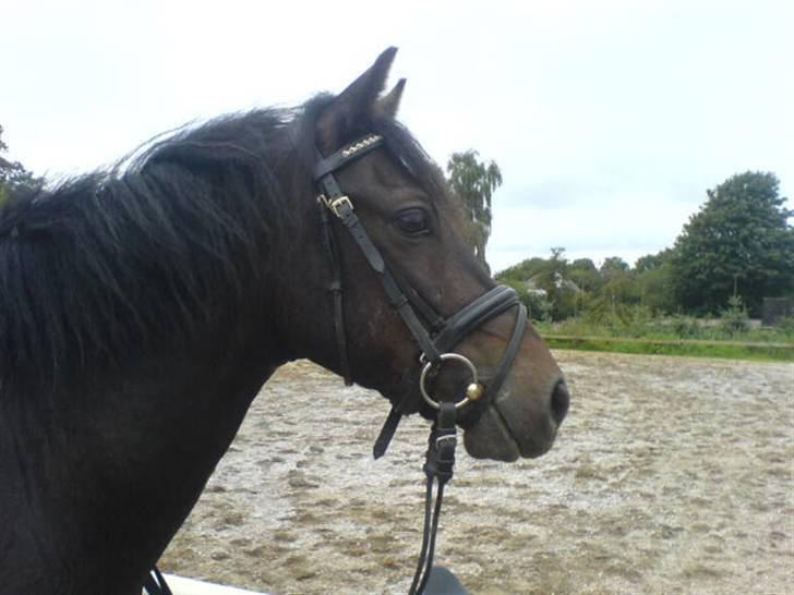 Connemara Nørlunds Falcon <33 ©® - Er han ik smuk..? <33 Foto: Mig ©® billede 10