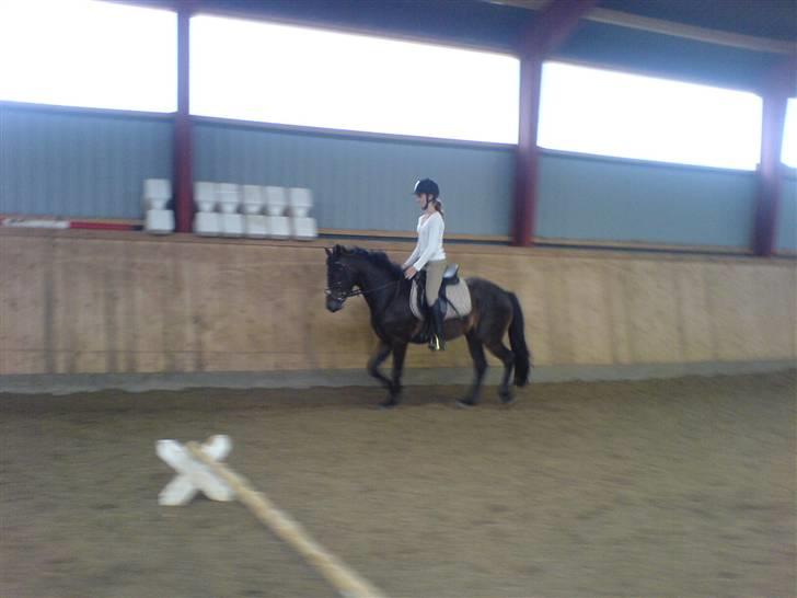 Connemara Nørlunds Falcon <33 ©® - Hva går der af dig..? Du går jo pænt..  :P ©® billede 11