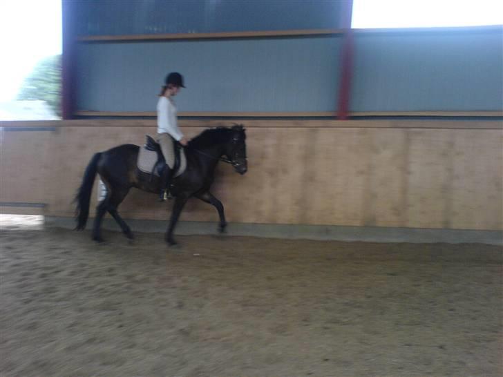 Connemara Nørlunds Falcon <33 ©® - Dressur er han ik fin..? :D Foto: Nelle ©® billede 12