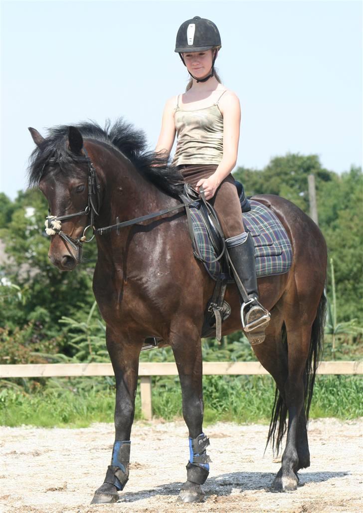 Connemara Nørlunds Falcon <33 ©® - Smukt <3 Foto: Winnie tak <33 :D ©® billede 13