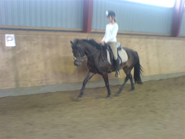 Connemara Nørlunds Falcon <33 ©® - Så fiin :P ©® billede 14