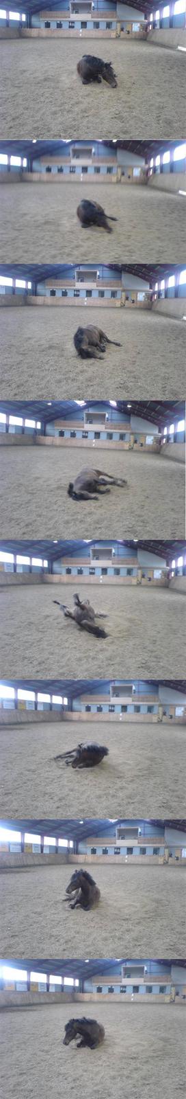 Connemara Nørlunds Falcon <33 ©® - Er man spring hest eller..? Foto: mig ©® billede 16