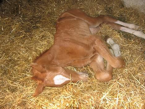 Dansk Varmblod Kalhave's De Nora - Ih hvor er det altså hårdt at komme ud i den store verden billede 3