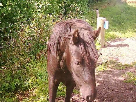 Dartmoor Lullu af Nydam *Solgt* - Juni 2005 billede 1
