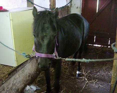 Dartmoor Lullu af Nydam *Solgt* - Juni 2005 billede 2