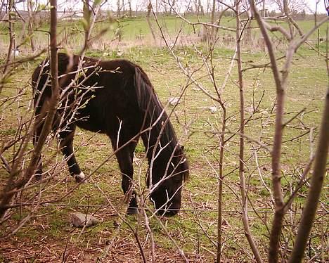 Dartmoor Lullu af Nydam *Solgt* - Leger du skjul? billede 3
