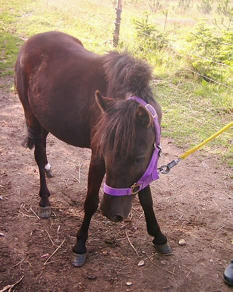 Dartmoor Lullu af Nydam *Solgt* - Juli 2004 billede 4