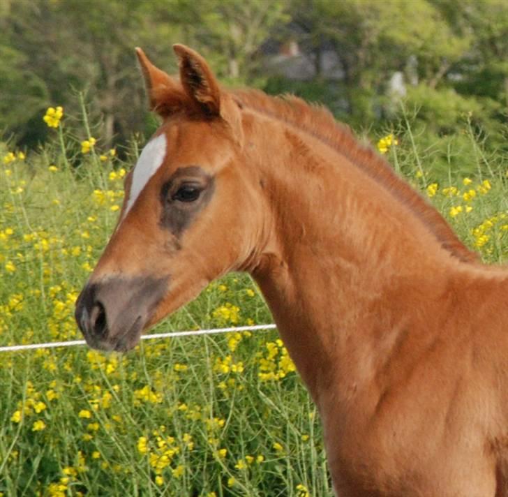 Dansk Varmblod Kalhave's De Nora - 1. Nå så sød den "lille" føllebølle billede 4