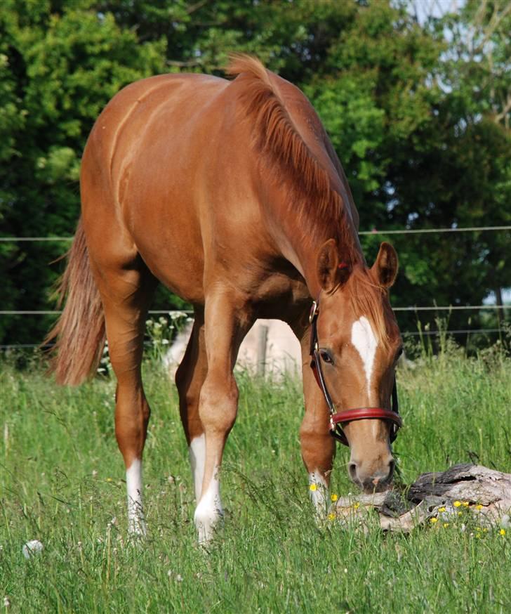 Dansk Varmblod Kalhave's De Nora - Alting skal jo lige undersøges :) billede 5