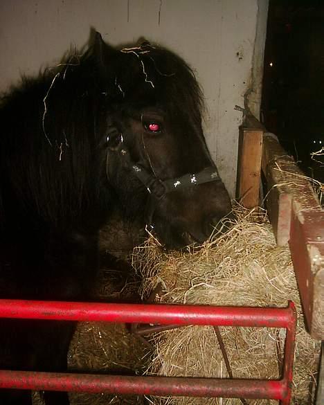 Dartmoor Lullu af Nydam *Solgt* - Februar 2007 billede 6