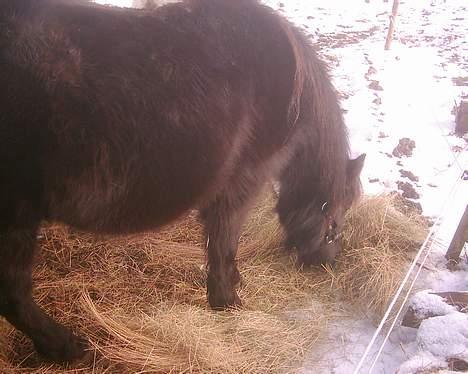 Dartmoor Lullu af Nydam *Solgt* - Januar 2007 billede 7