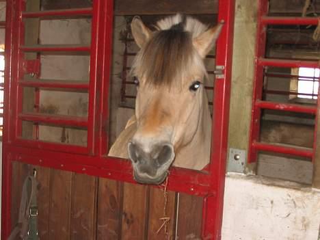 Fjordhest Lotte R.I.P.  billede 20