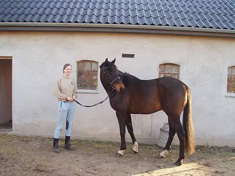 Fuldblod (XX) Little Hunter  *DØD* - man er vel dejlig kort.... og langbenet billede 2