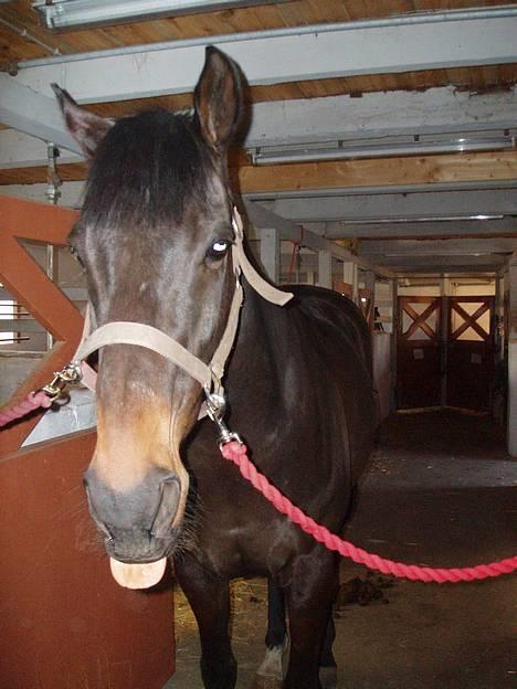 Fuldblod (XX) Little Hunter  *DØD* - en af mine mange charmer... har vundet mange pigehjerter ved at lade dem klø mig på tungen billede 8