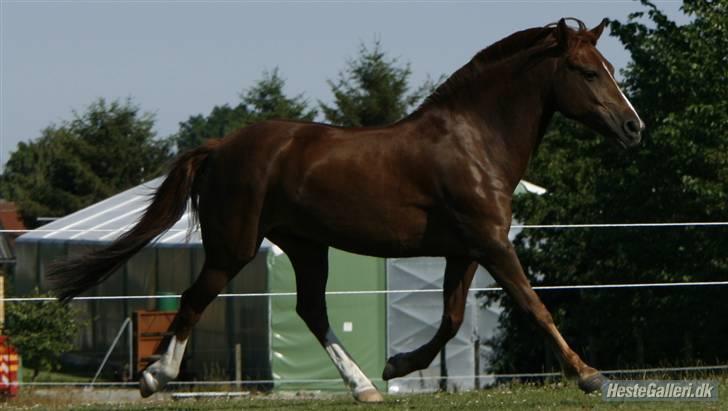 New Forest Stormonts LatinoSOLGT:' ( - Smukke Latino i fri trav taget af Line billede 17