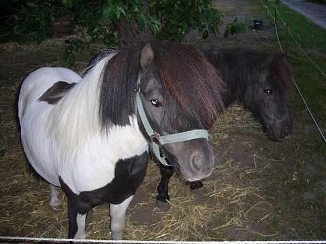 Shetlænder Harry** aflivet 6/3-09** billede 5