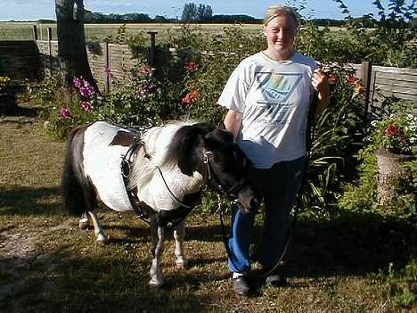Shetlænder Harry** aflivet 6/3-09** - første gang med sin sele på billede 6
