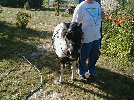 Shetlænder Harry** aflivet 6/3-09** billede 7