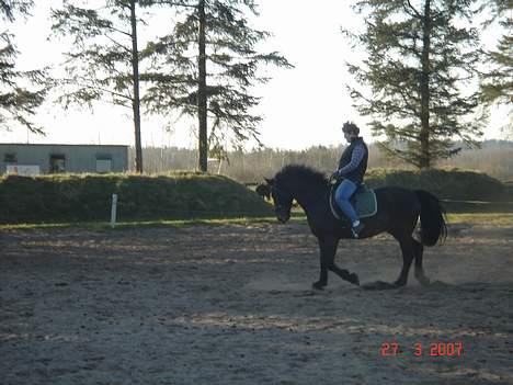 Oldenborg thjalfe*Er solgt* - Min træner rider på Thjalfe XD billede 4