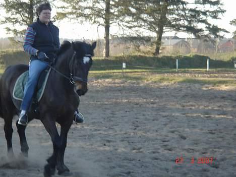 Oldenborg thjalfe*Er solgt* - Her rider hun på ham i  geng XD billede 5