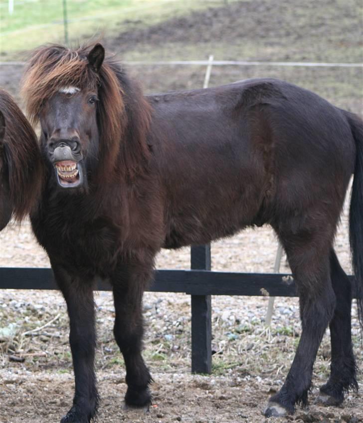 Islænder Háleggur fra S. Sognstrup - Háleggur i grineflip <3 [Taget af mig] billede 20